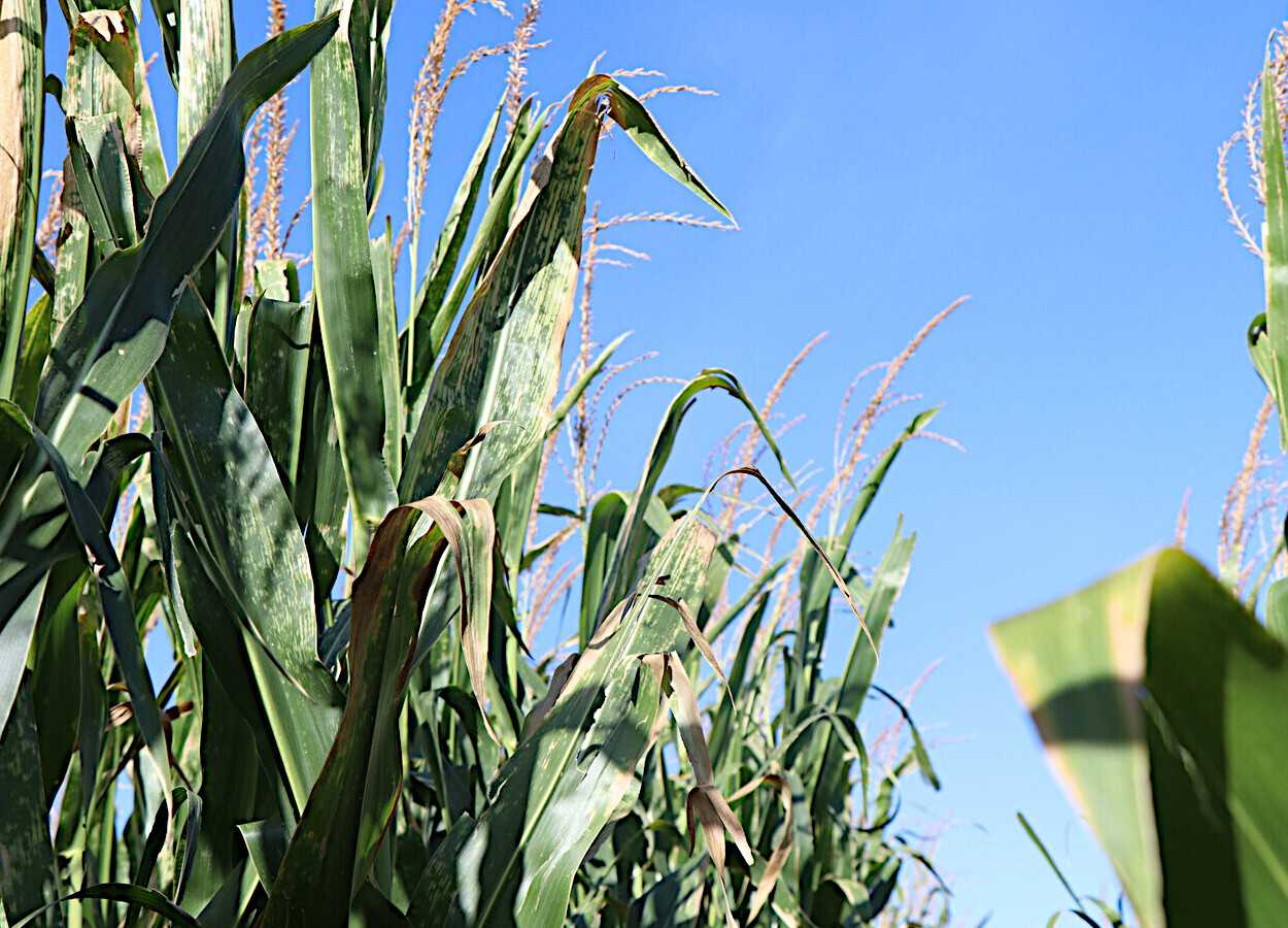 Foto:&nbsp;Ken Obasa