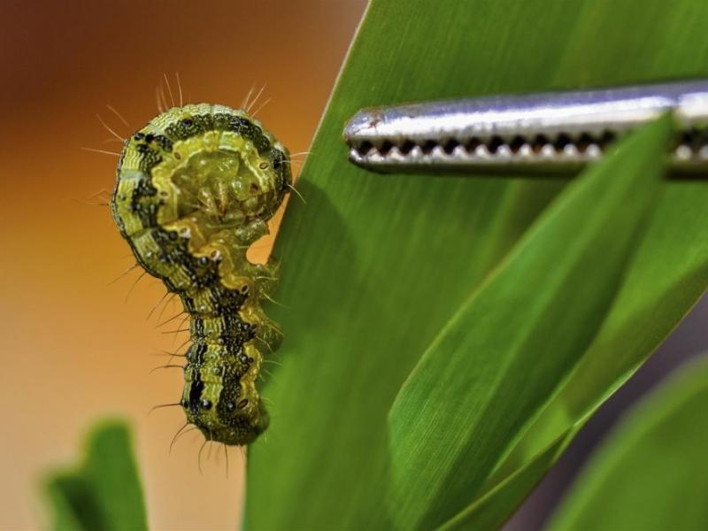 Fapesp oferece bolsa de pós-doutorado em nanotecnologia ambiental na Unesp