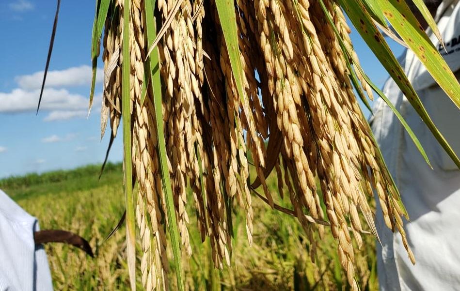 Basf lança herbicida Luximo com novo mecanismo de ação