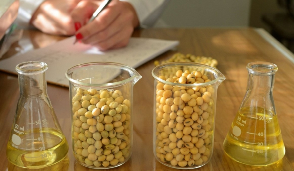 Technology allows selecting soybean cultivars with better quality seeds