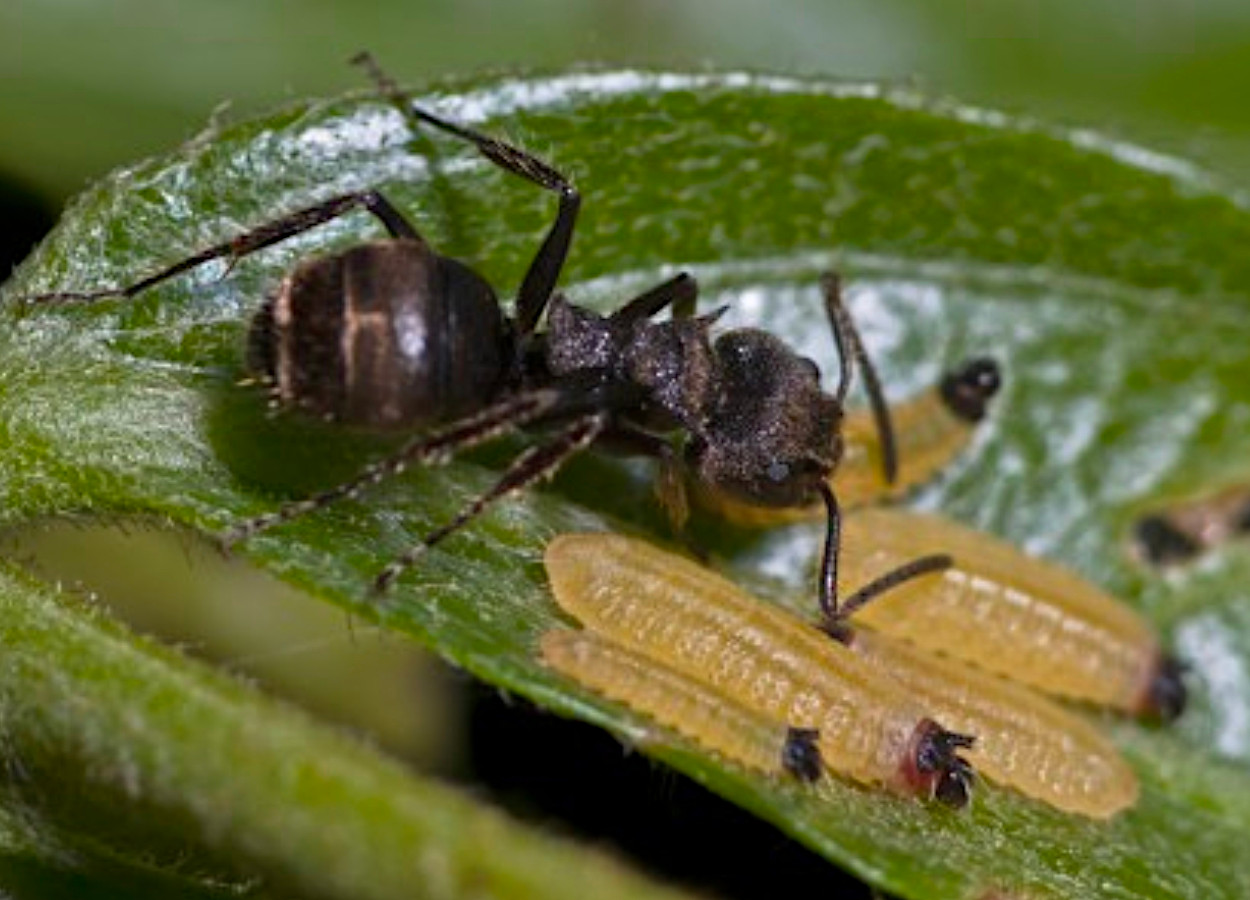 Lagarta da borboleta <i>Juditha molpe</i> cuidada pela formiga <i>Dolichoderus bispinosus</i> - foto: Hélio Soares Júnior