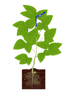 Figura 5 - Capacidade do fungicida se movimentar tanto pelo xilema como pelo floema, atingindo todas as partes da planta