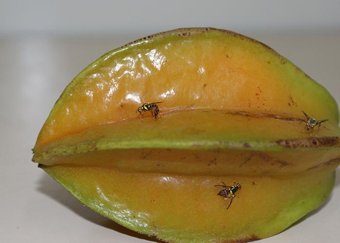 Sobe para 21 o número de plantas hospedeiras da mosca-da-carambola