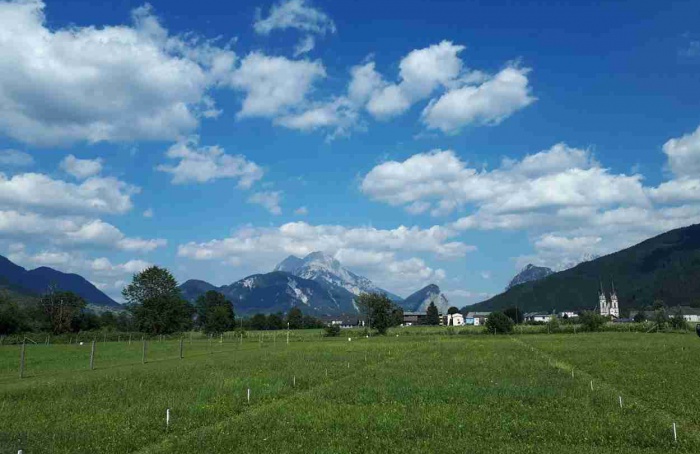 Deficiência de potássio reduz colonização micorrízica