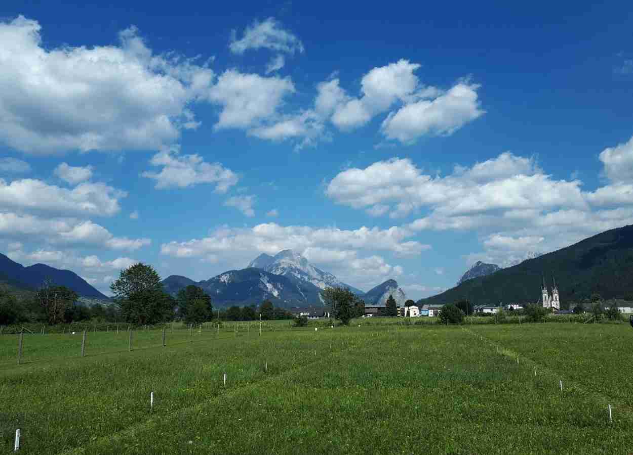 Deficiência de potássio reduz colonização micorrízica