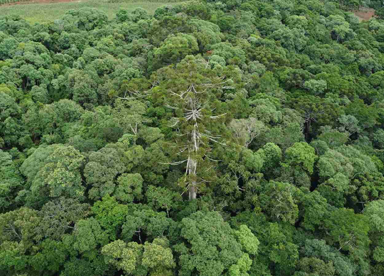 Embrapa clones 700-year-old araucaria tree that fell in PR