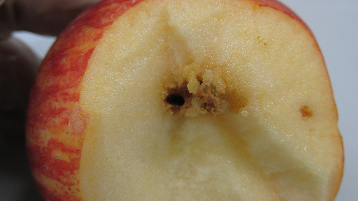 Dano interno em fruto de maçã provocado pelo ataque da praga.