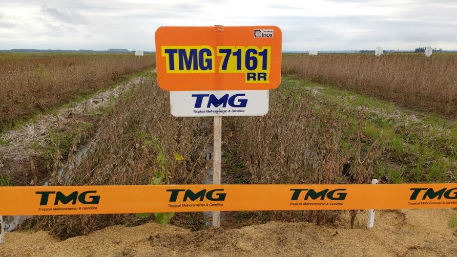 No RS, TMG desenvolve pesquisa para soja adaptada a terras baixas