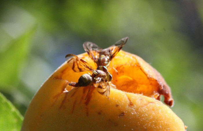 Controle da mosca-das-frutas exige atenção dos produtores