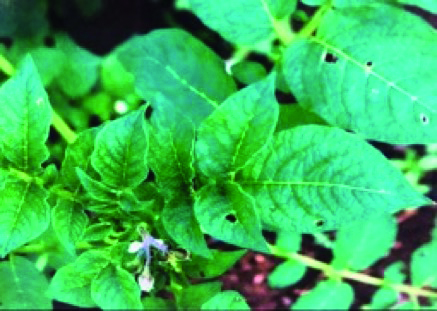 Figura 4 - Planta de batata com início de sintomas de mosqueado, sintoma do Andean potato latent virus (APLV) transmitido experimentalmente por Diabrotica speciosa.
