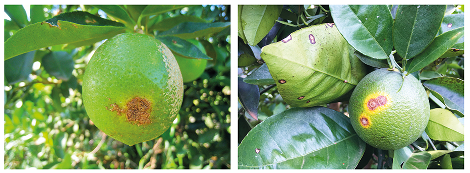 Lesões de cancro cítrico em fruto de lima ácida Tahiti (esquerda) e em fruto e folha de laranja doce (direta)