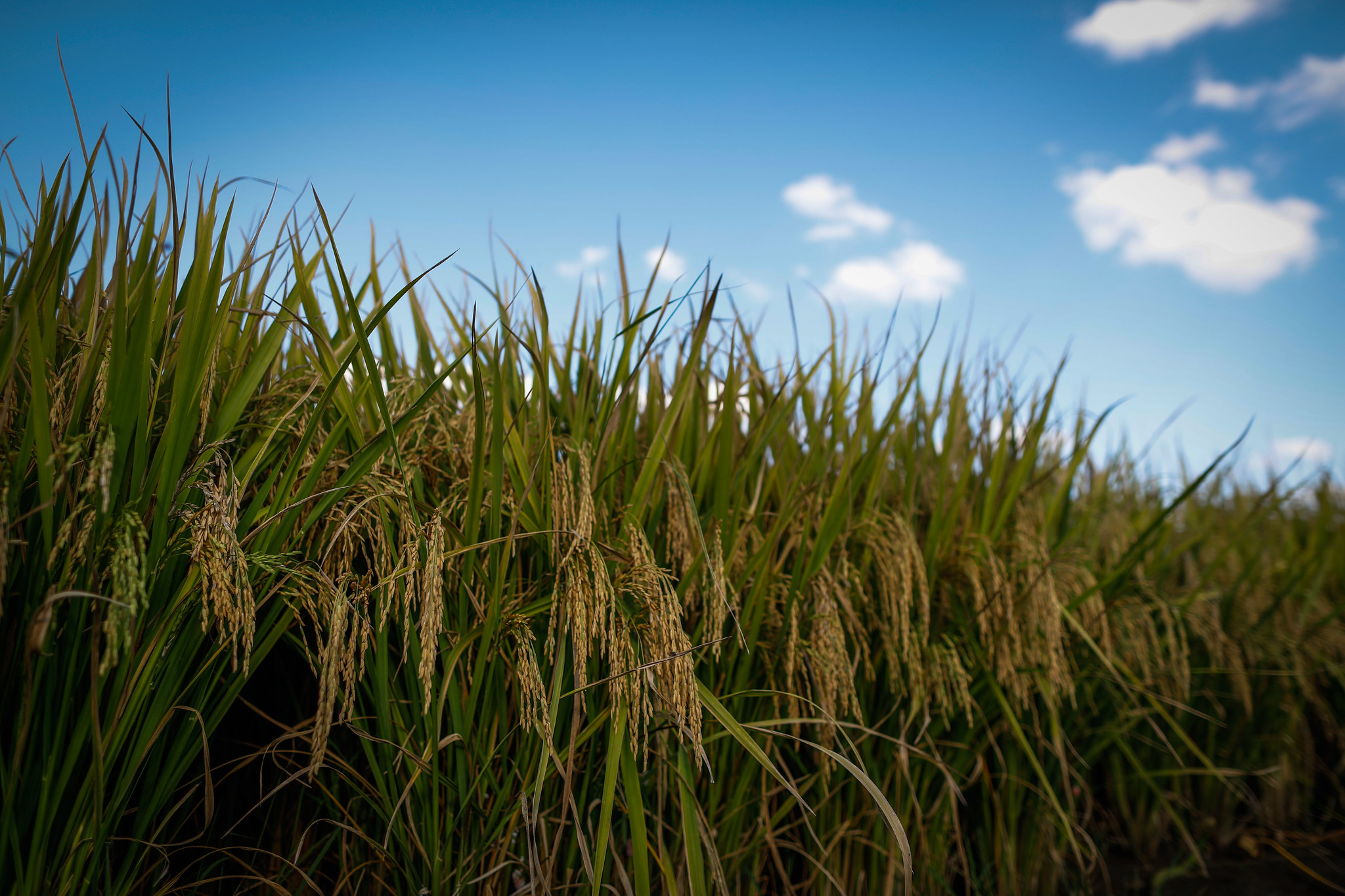 Indicador do arroz sobe 4,5% nesta parcial de novembro