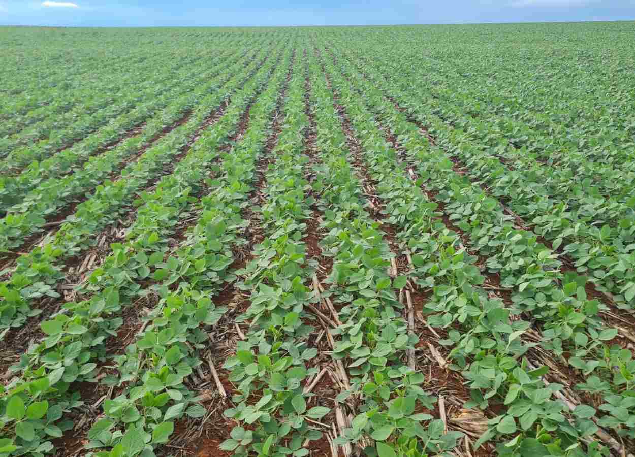 Nesta semana, a companhia estará presente em duas importantes agendas: o 1º Dia de Campo da GDK, em MS, e a Dinetec, em MT