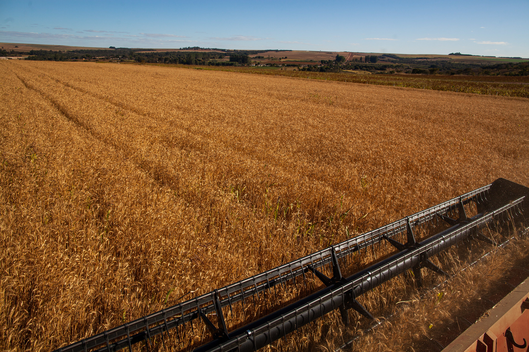 Colheita de safra recorde de trigo está quase finalizada no Brasil
