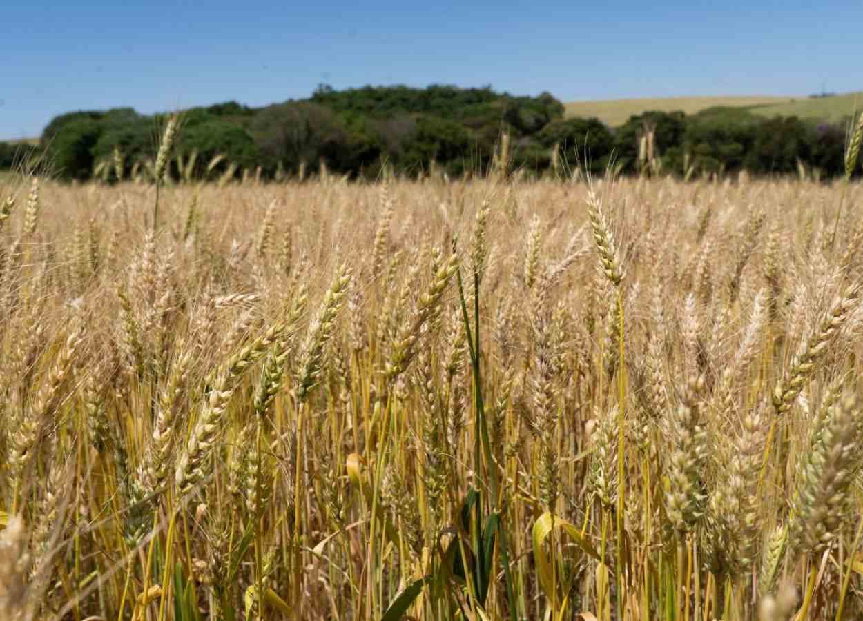 Clima frio favoreceu as lavouras ao longo da safra; colheita deve ganhar ritmo nos próximos dias