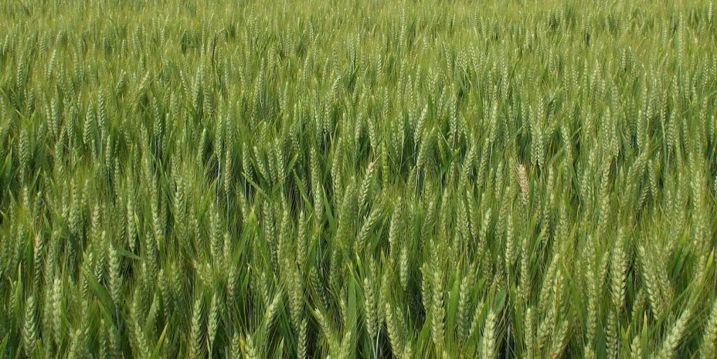 Uso de aminoácidos e cobre aumenta produtividade do trigo