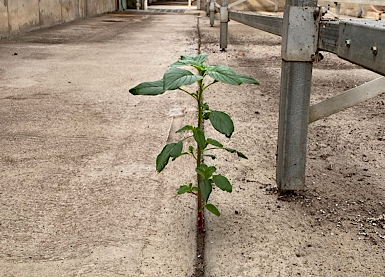 <i>Amaranthus palmeri</i> cresce através das rachaduras do piso de concreto seco de uma estufa
