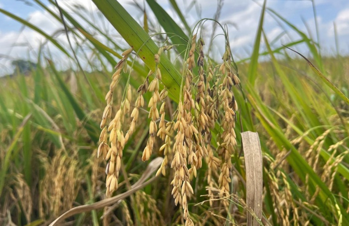 SindArroz-SC pede incentivo à exportação de arroz