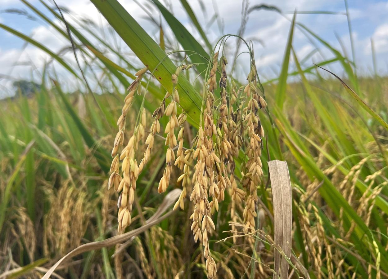 SindArroz-SC pede incentivo à exportação de arroz