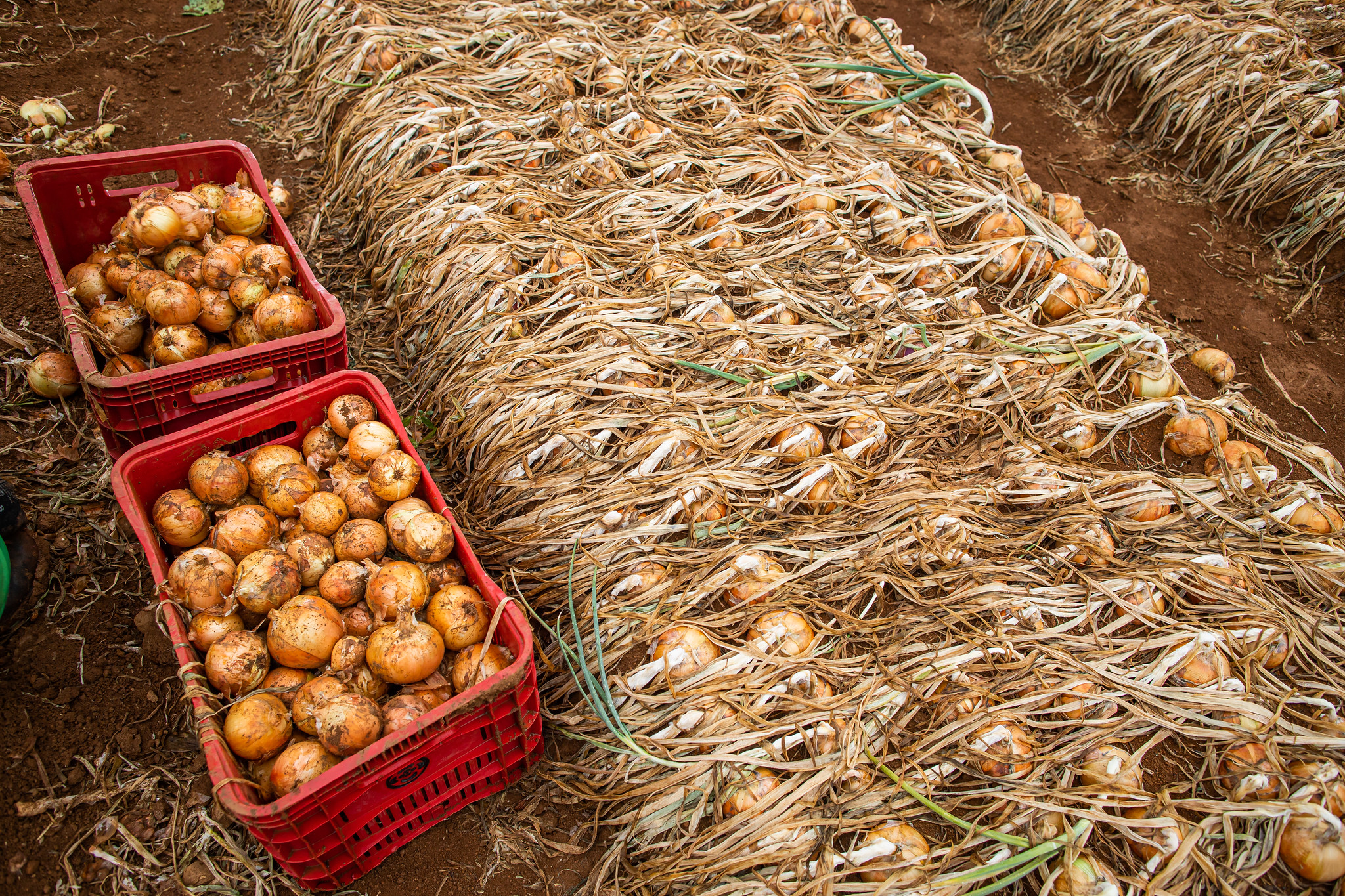 Mercados atacadistas apontam nova queda de preço das hortaliças