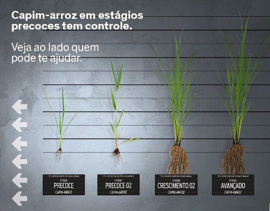 ​Dow AgroSciences apresenta soluções para ampliar a produtividade da cultura do arroz