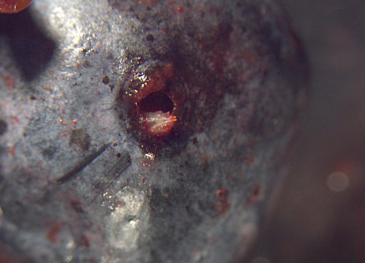 Foto: Frank A Hale, University of Tennessee