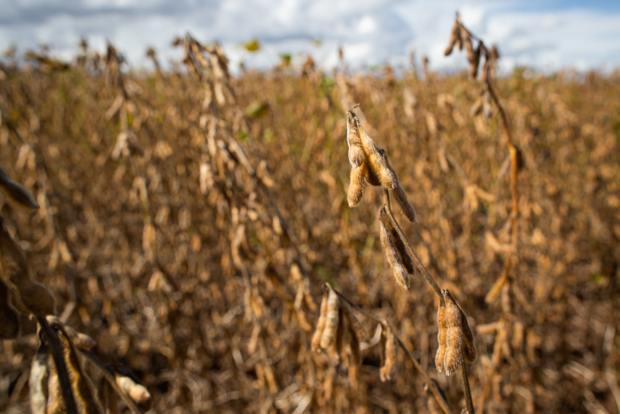 Fungicida biológico da Ihara para soja resulta em um incremento de 5% da produtividade na safra 21/22