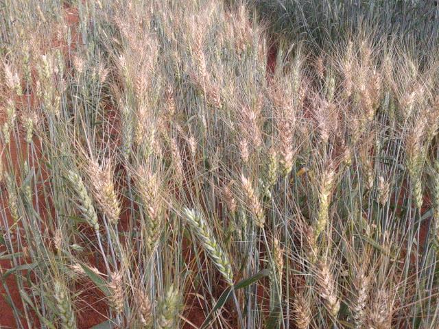 Estratégias para minimizar os efeitos da brusone em trigo