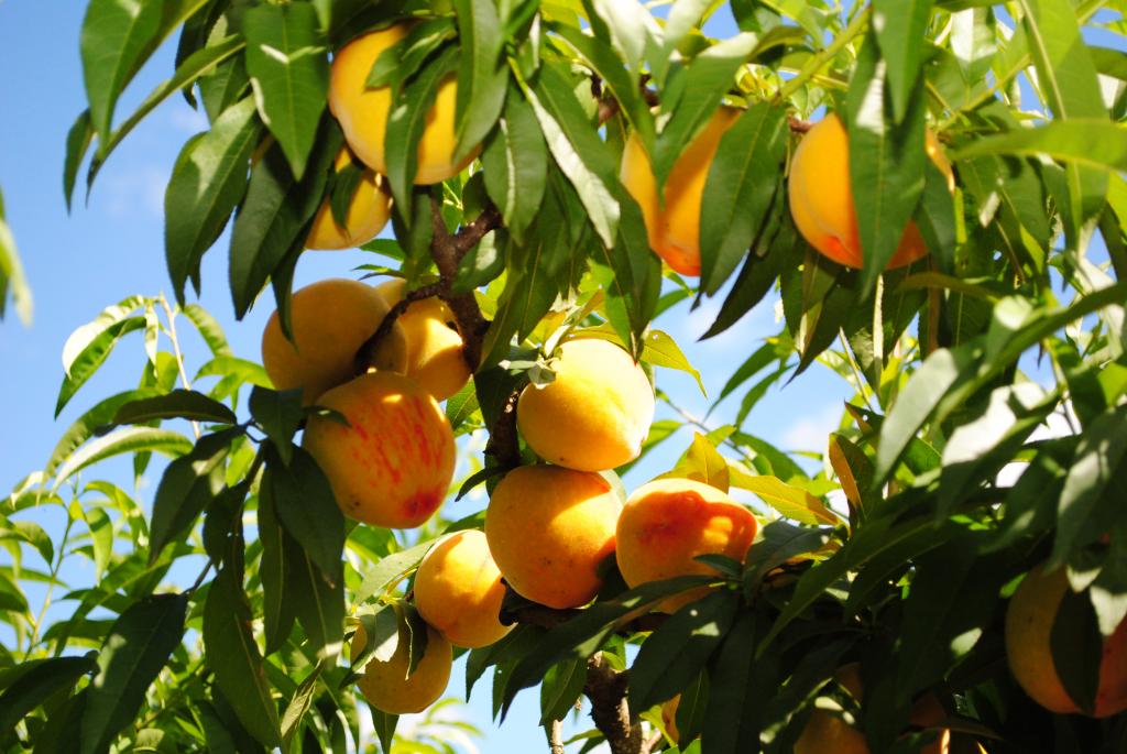 Começa o monitoramento das mosca-das-frutas nas regiões de Pelotas (RS) e na Serra Gaúcha