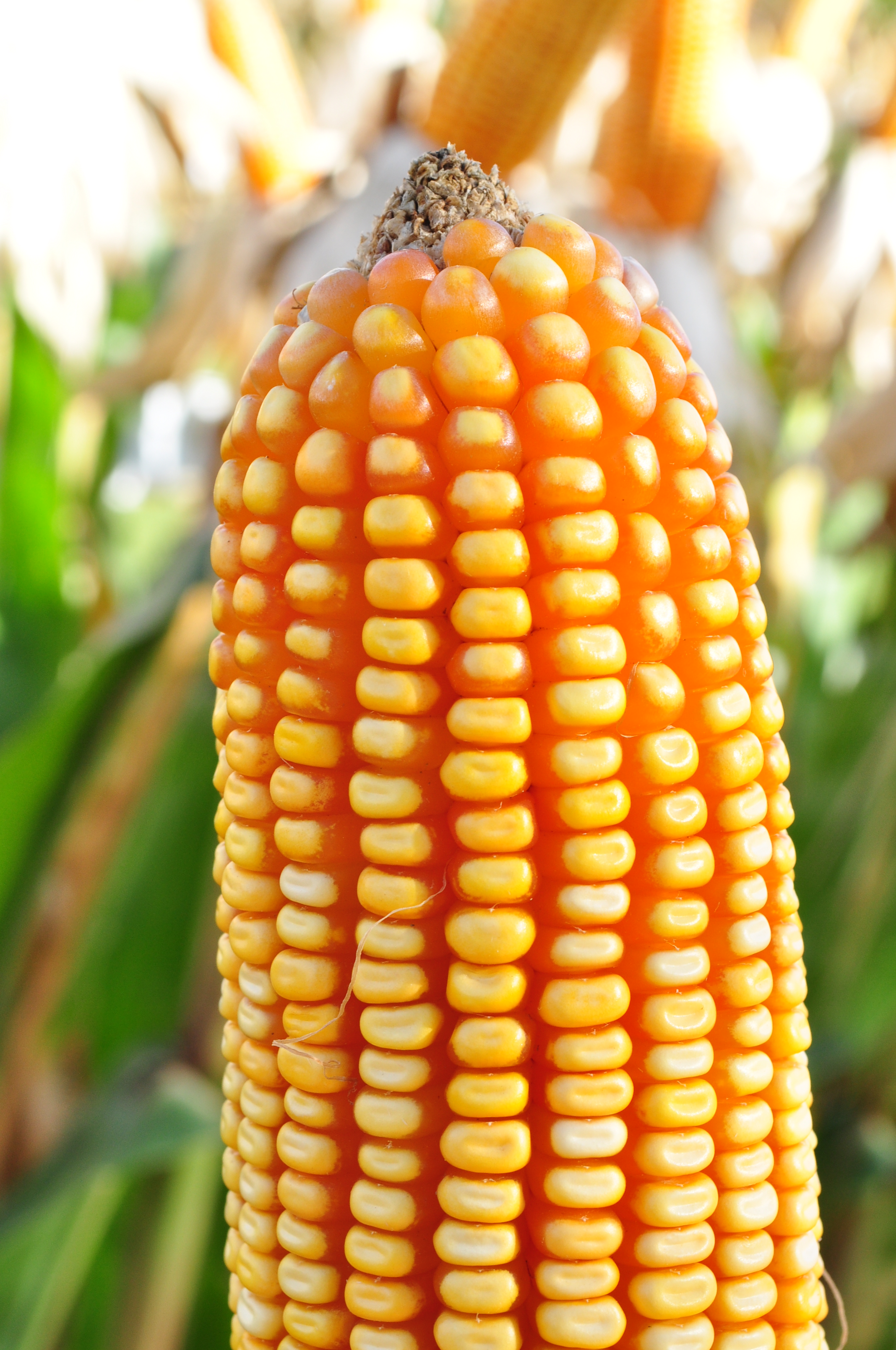 O milho deve compor a rotação com a soja na safra de verão, pois contribui com aporte de carbono.