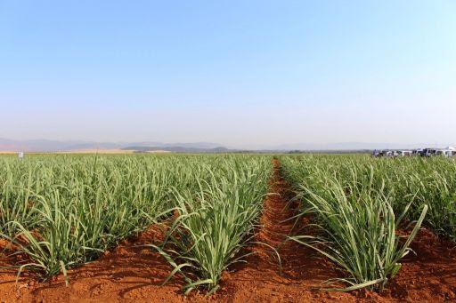 IAC orienta sobre os benefícios da irrigação na cana-de-açúcar