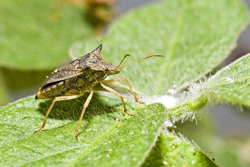 Interesse pelo Siconbiol reflete expansão de biológicos no Brasil