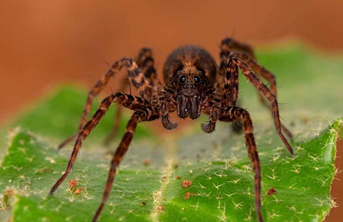 Estratégia de caça molda olhos de aranhas