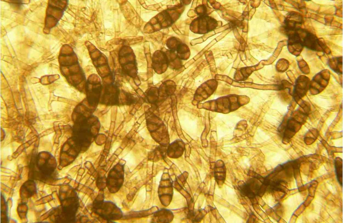 Trichoderma reduz podridões pós-colheita em tomate