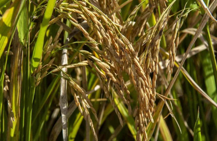 Municípios gaúchos são destaque nacional em produção de arroz