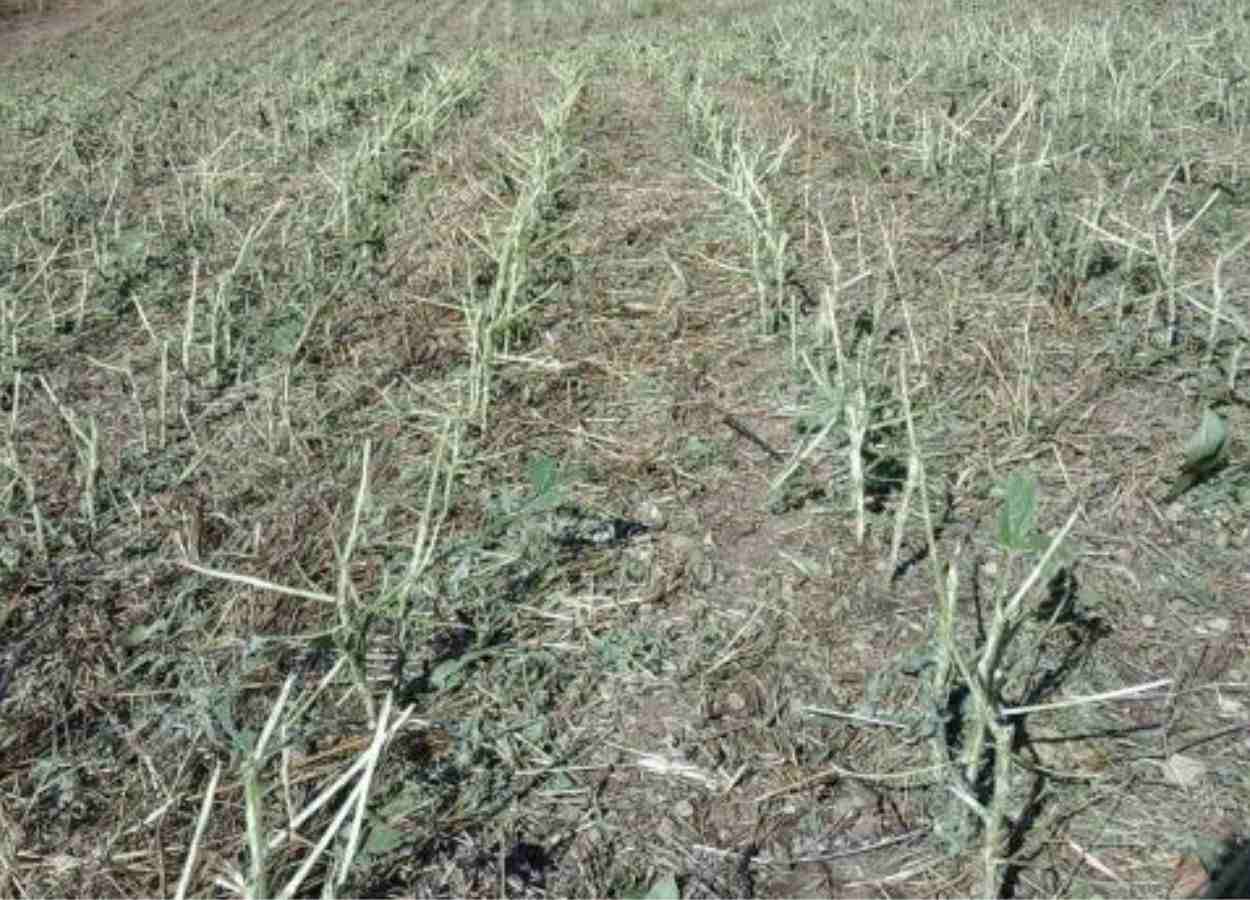 Chegada de La Niña pode causar sérios impactos na produção agrícola nacional
