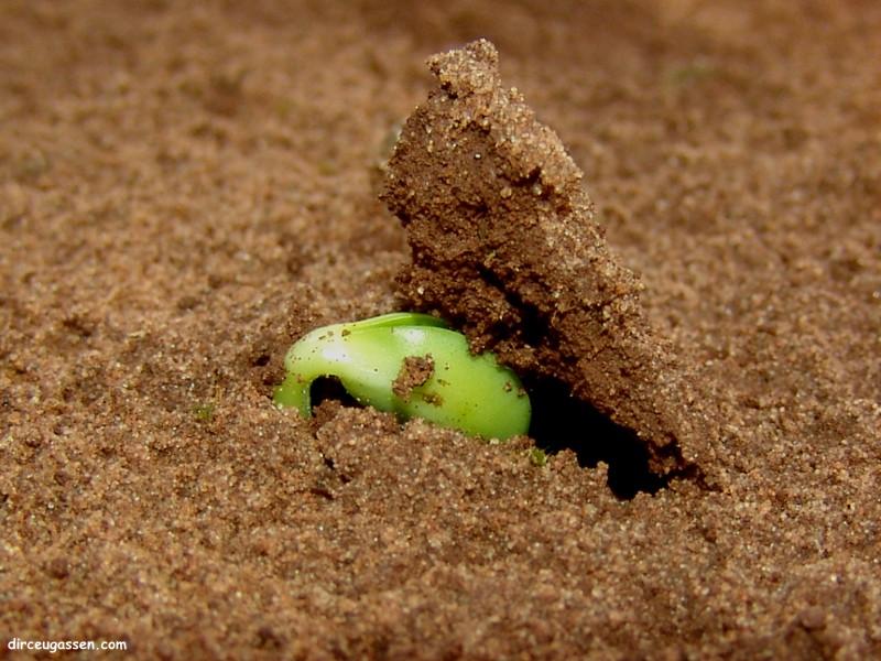 Herbicidas Pré Emergentes na Soja