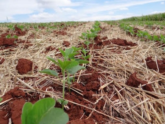 Produtores se preparam para o plantio da soja no Noroeste do RS