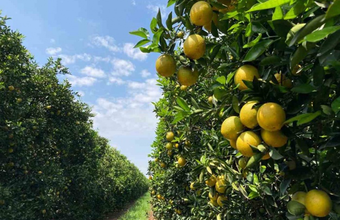 Citrus farming is home to more than 300 species of wildlife