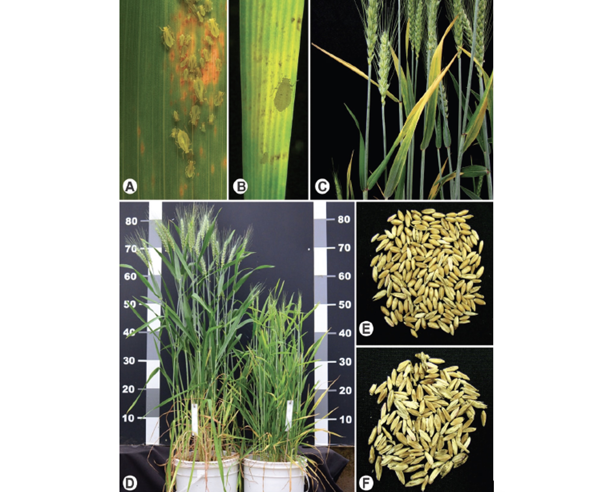 <b>Figura 3 -</b> danos causados por pulgões: necrose em sítio de alimentação de <i>Schizaphis graminum</i> <b>(A)</b>; clorose e necrose no sítio de alimentação de <i>Sipha flava</i> <b>(B)</b>. Danos devido à transmissão de barley yellow dwarf virus (BYDV): sintomas de amarelecimento em folha bandeira <b>(C)</b>; visão geral dos sintomas, planta sadia (esquerda) e planta infectada (direita) <b>(D)</b>; grãos em planta sadia <b>(E)</b> e grãos menores, malformados e encarquilhados, de planta infectada por BYDV <b>(F)</b>. Fotos: Douglas Lau (B, C, D, E, F), Paulo Roberto Valle da Silva Pereira (A)