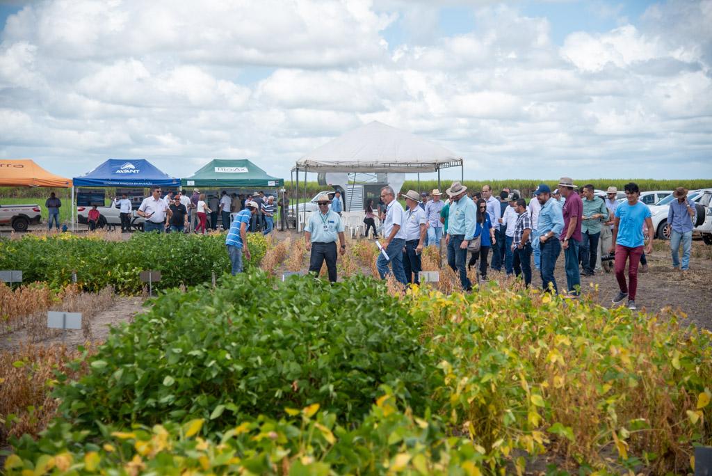 Cultivares de soja atingem alta produtividade em Alagoas
