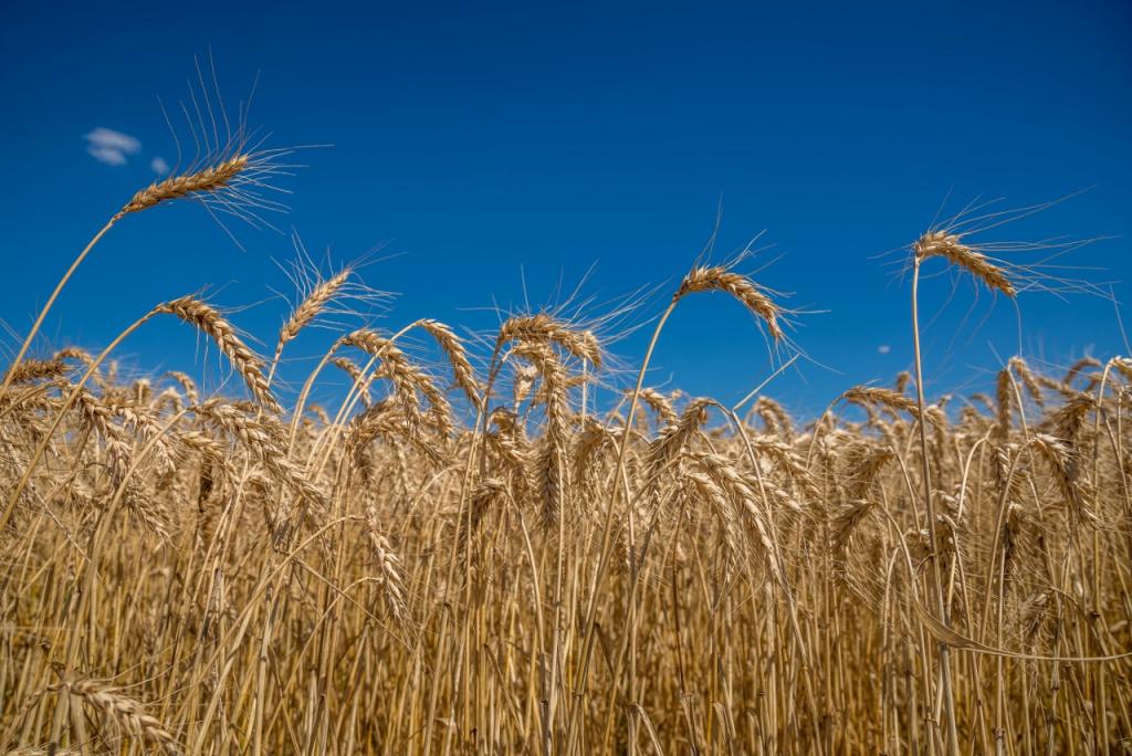 Basf e Biotrigo firmam parceria para desenvolvimento de nova tecnologia na cultura do trigo