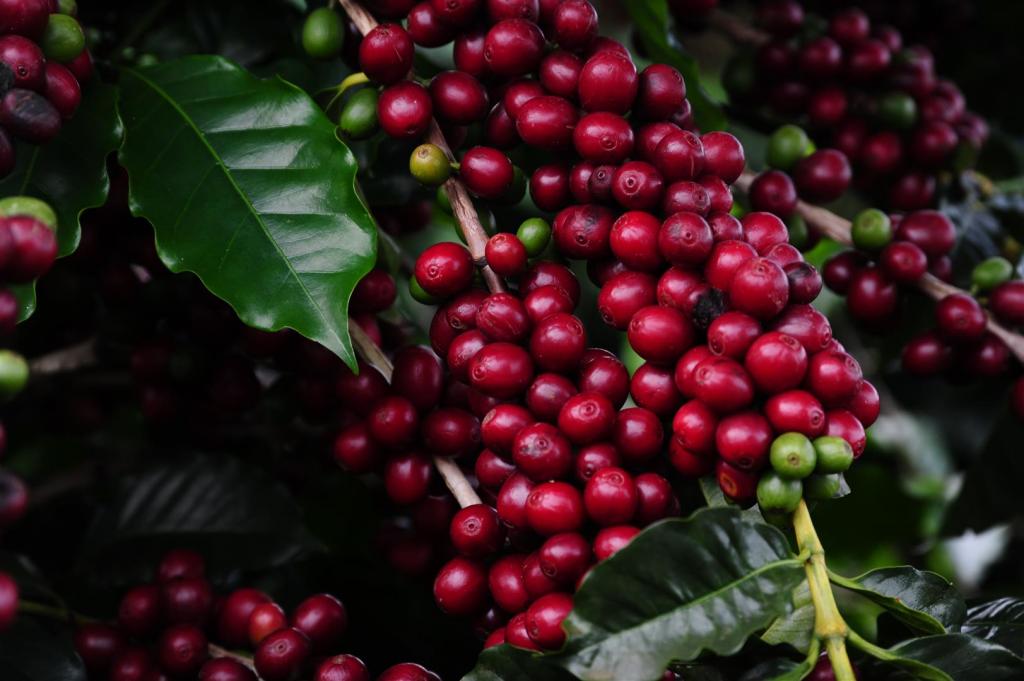 16 º Circuito Mineiro da Cafeicultura começa no dia 5 de abril