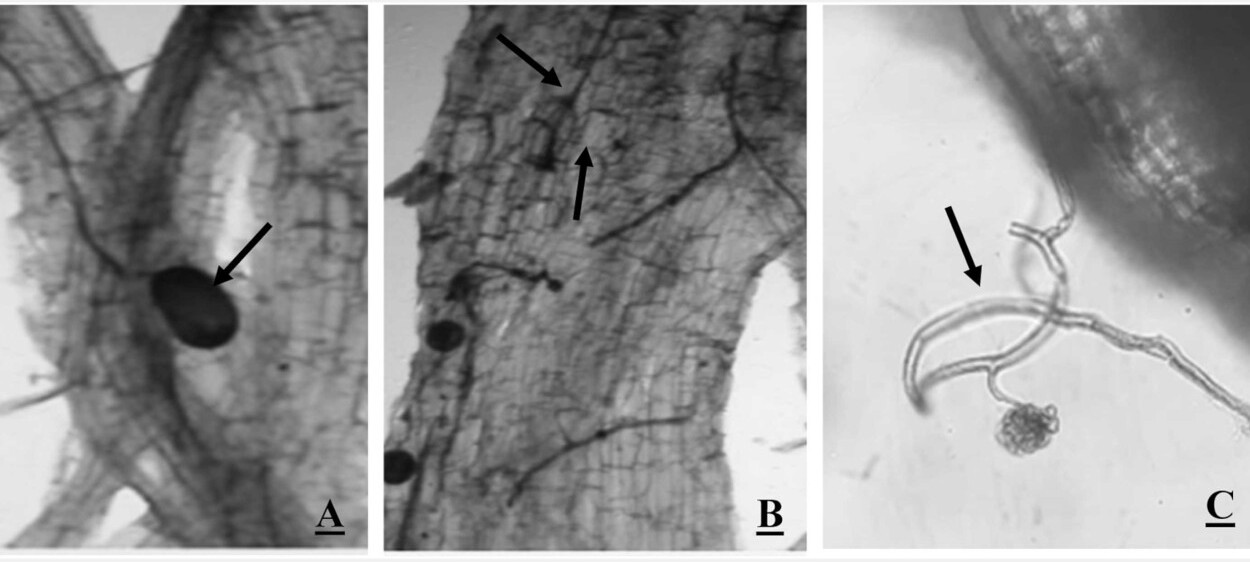 Estruturas micorrízicas nas raízes de porta-enxertos cítricos <i>C. citrange</i> e <i>C. aurantium</i> inoculados com <i>F. mosseae</i> e <i>R. irregularis</i>: <b>(A)</b> hifas (seta); <b>(B)</b> arbúsculo (seta); <b>(C)</b> arbúsculo externo (seta) - ampliação ×40.