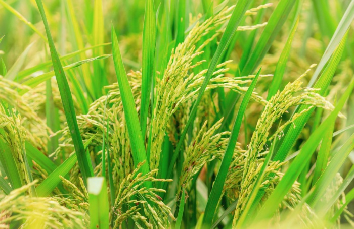 Soja e arroz ganham incremento de produtividade em mais de 80% dos ensaios realizados com a nutrição ideal