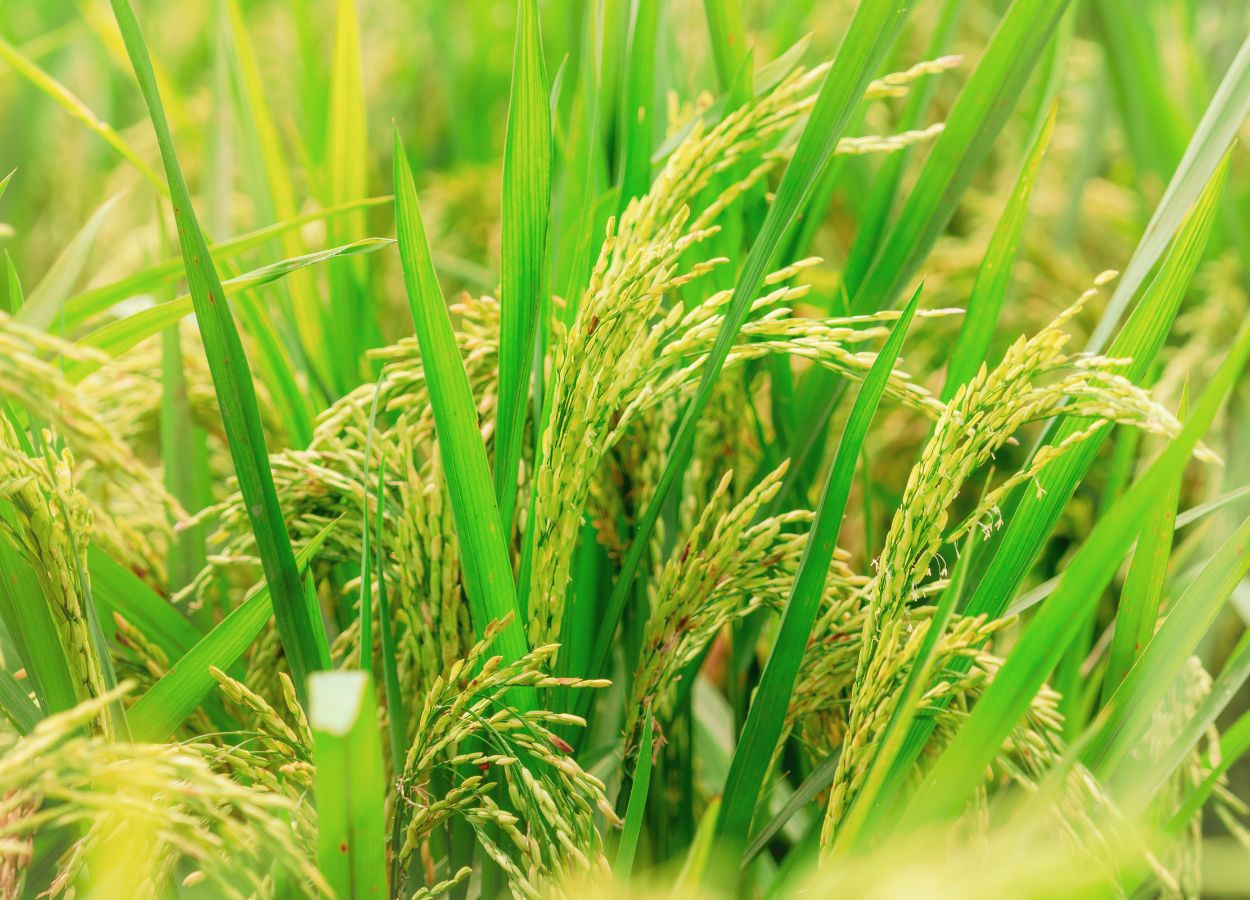 Soja e arroz ganham incremento de produtividade em mais de 80% dos ensaios realizados com a nutrição ideal