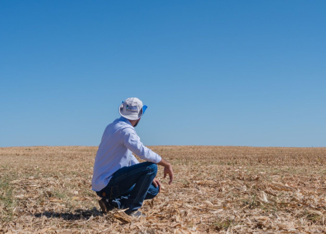 Durante o período, é proibido a manutenção de plantas vivas de soja no campo