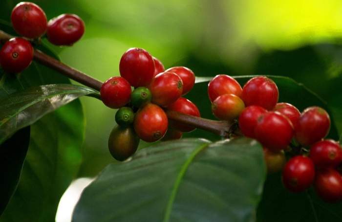 Se prevé que el mercado del café experimente una estabilidad en la oferta durante el tercer trimestre.
