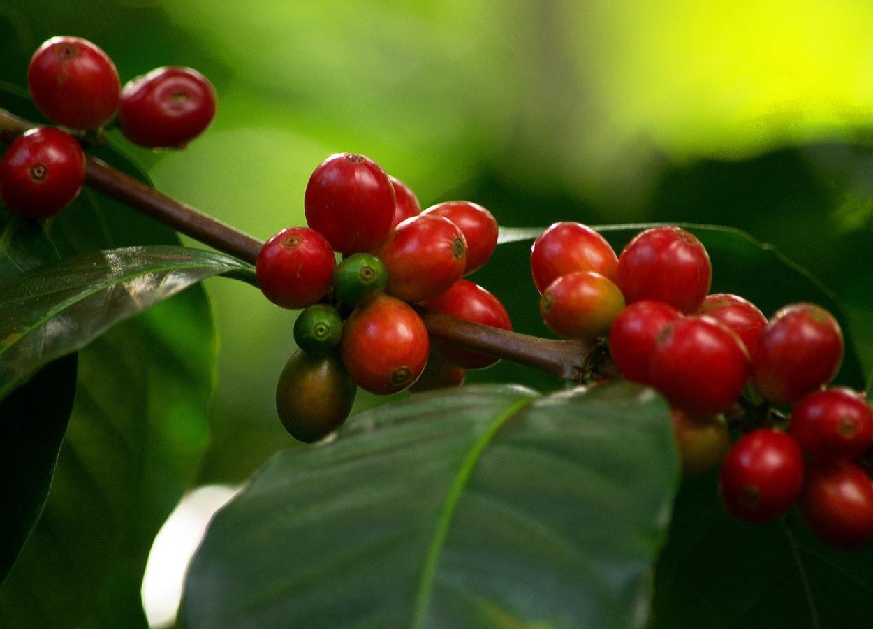 Mercado de café deve ganhar conforto de oferta no 3º trimestre