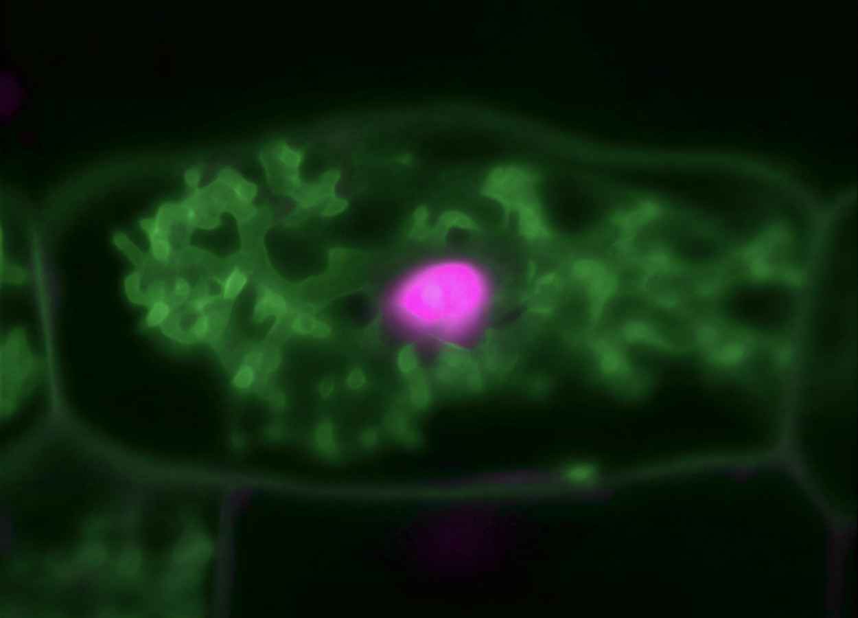 Cientistas revelam como plantas e fungos cooperam em nível molecular